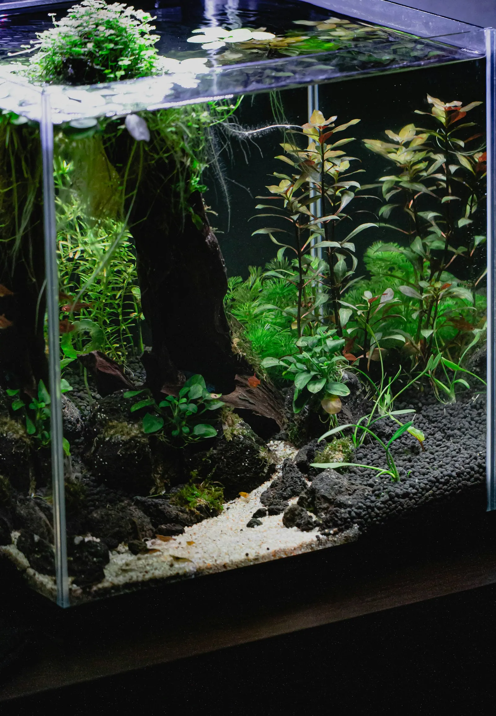 Nano planted aquarium with stem plants driftwood and a sand path