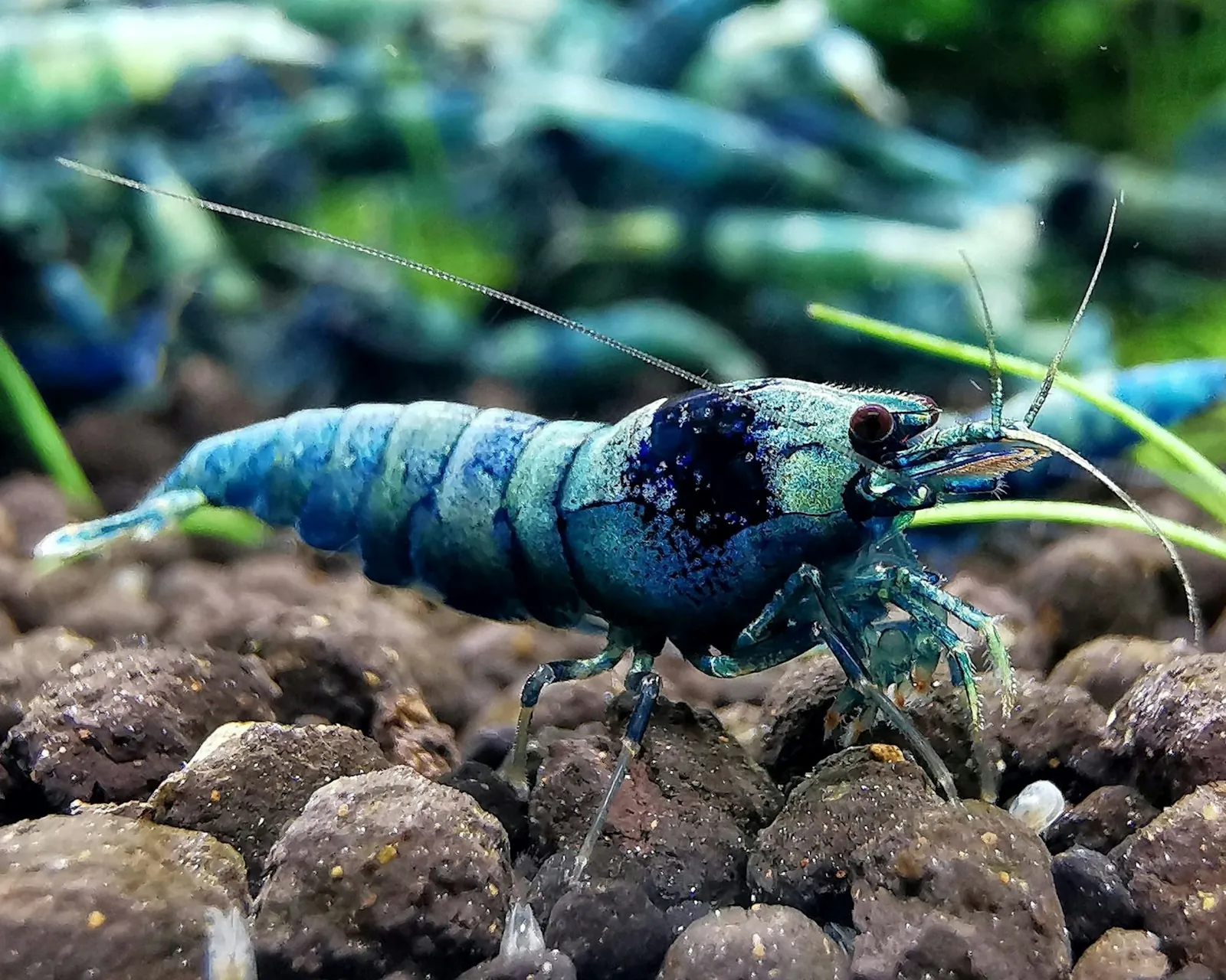 Blue dream neocaridina shrimp grazing on dark substrate