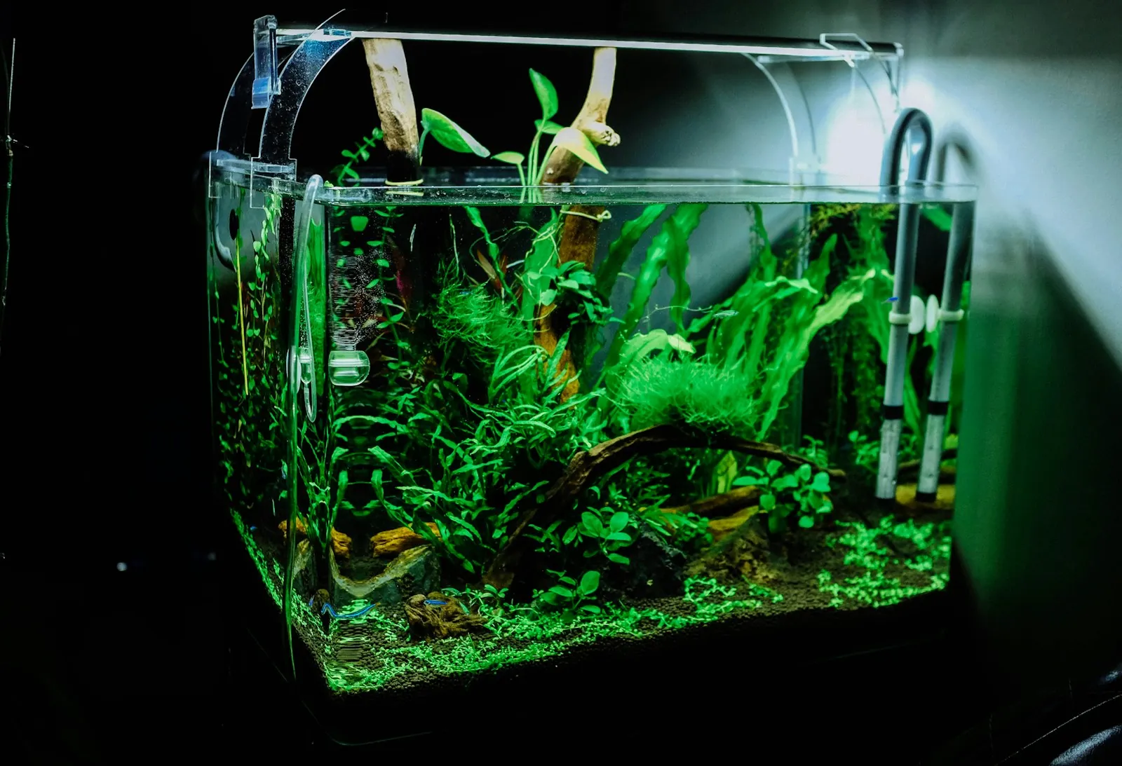 Densely planted aquarium glowing green under an aquarium light