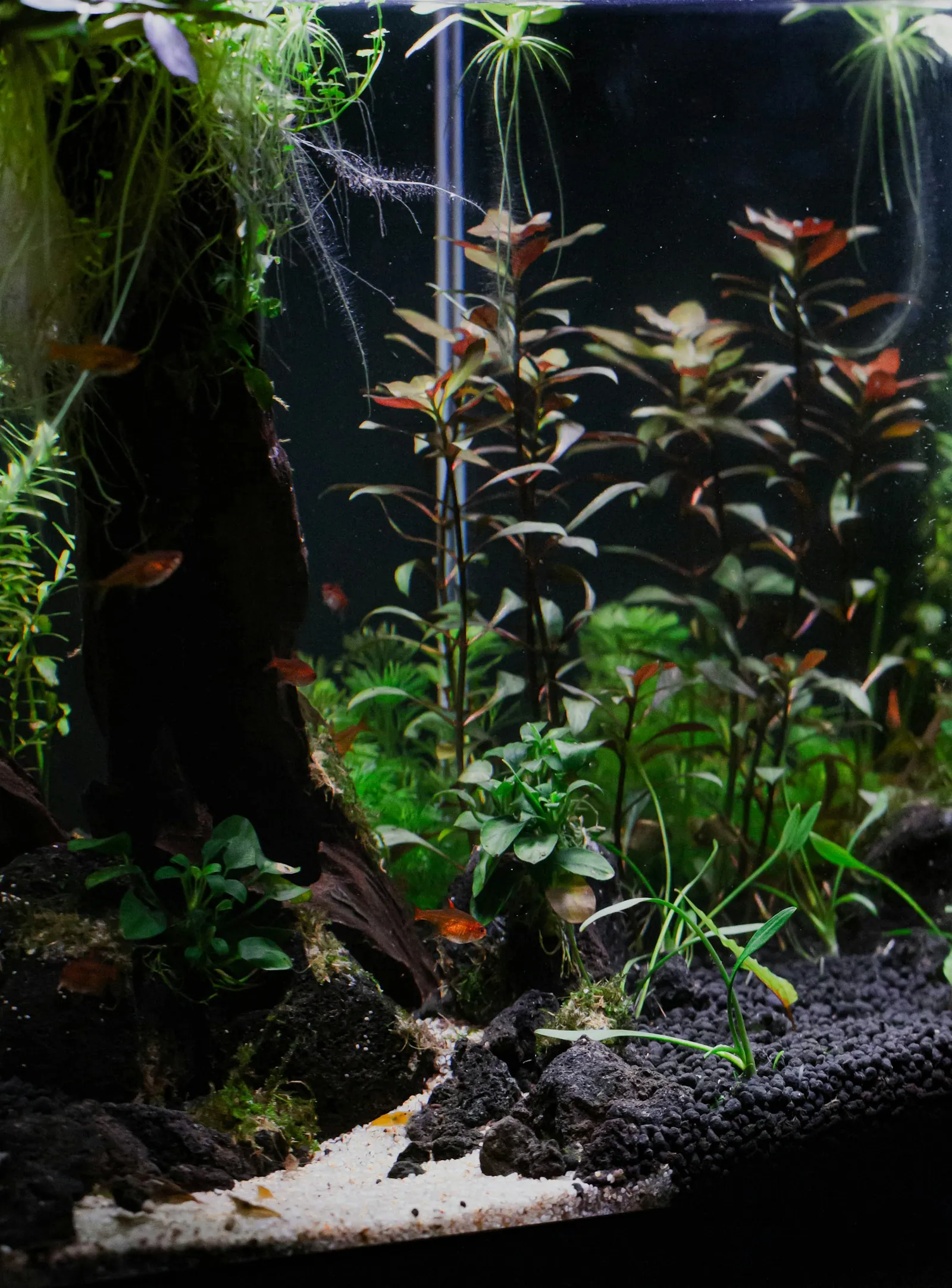 Red and green stem plants growing in a planted aquarium