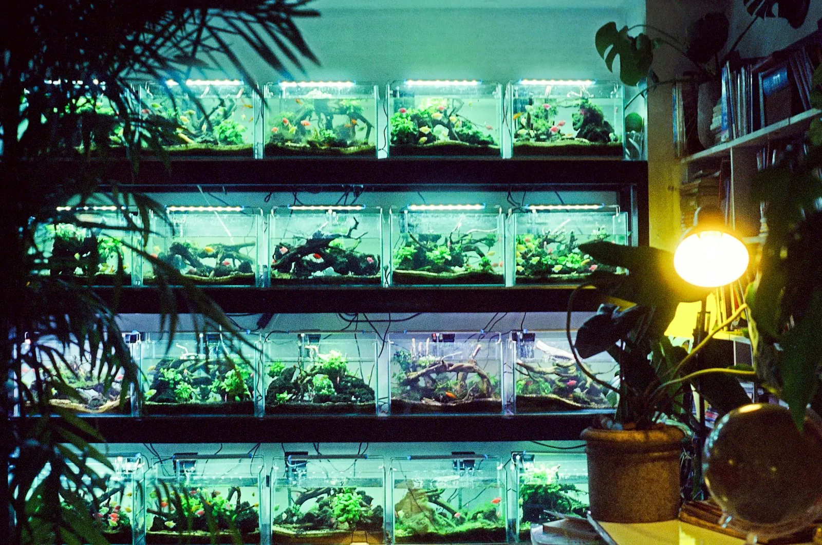 Rack of small planted aquariums lit from above